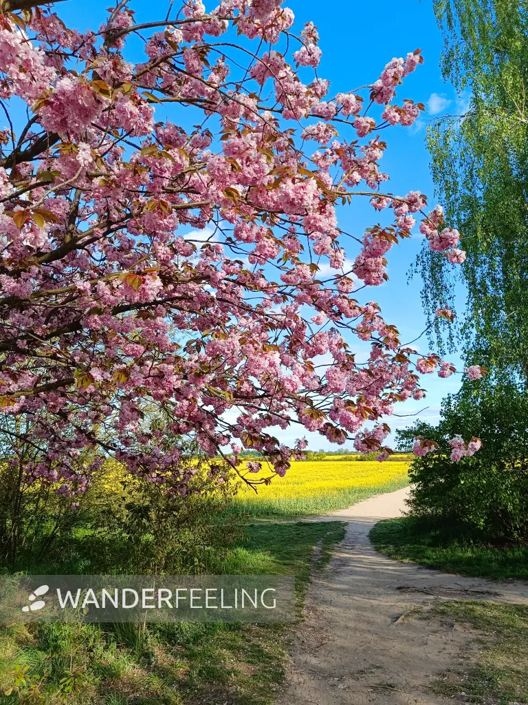 202604300-01 - Kirschblüte und Rapsfeld bei Teltow, Potsdam, Brandenburg, Deutschland