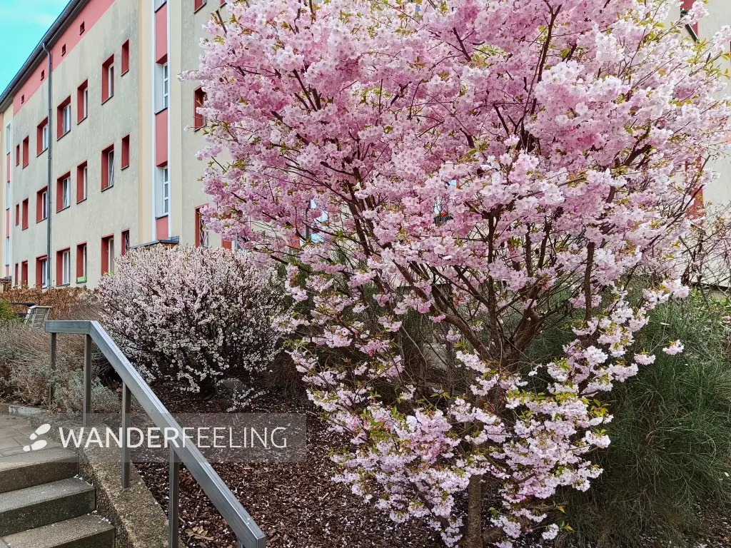 202604040-03 - Kirschblüten in Steglitz, Berlin, Deutschland