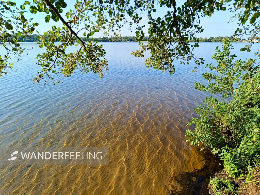 202408260-33 - Klares Wasser im Bergwitzsee, Anhalt-Dessau-Wittenberg, Sachsen-Anhalt, Deutschland