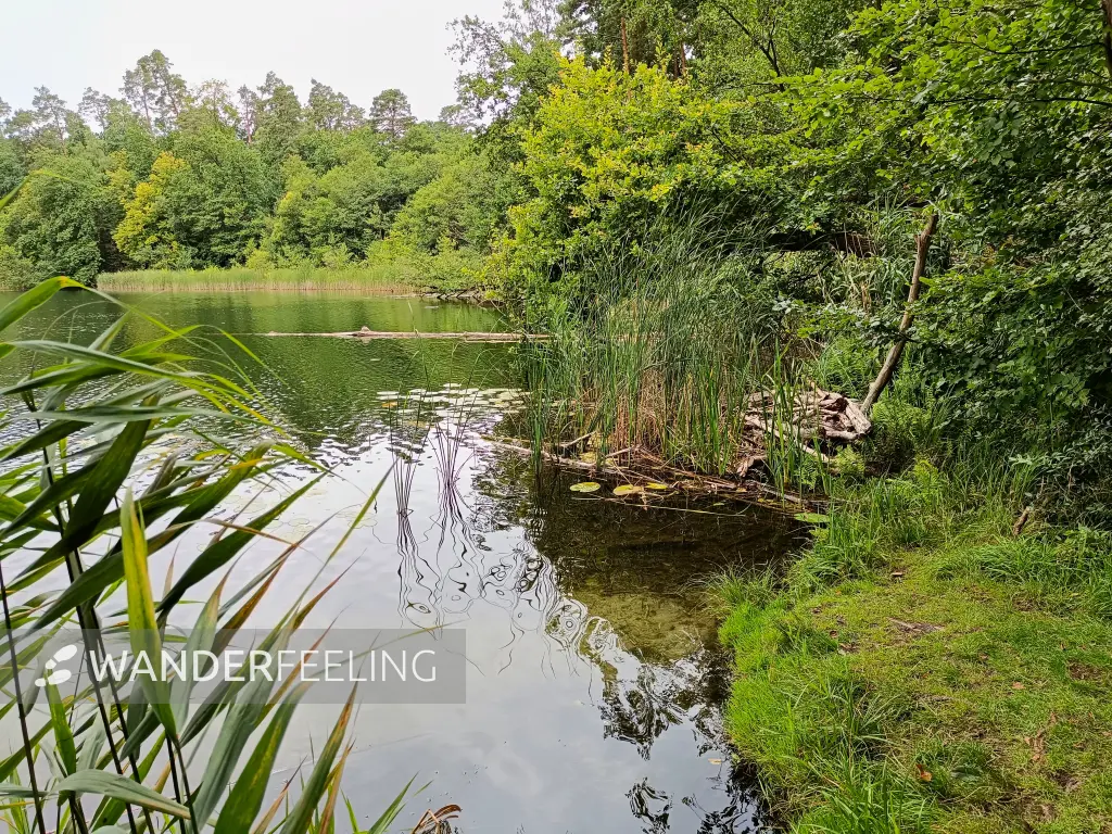 202508020-30 - Kleiner Däbersee bei Waldsieversdorf, Märkische Schweiz, Seenland Oder-Spree, Brandenburg, Deutschland