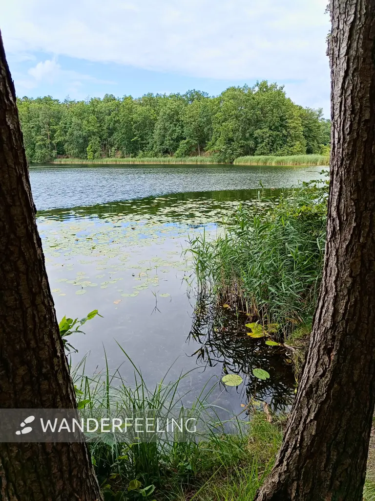 202508020-33 - Kleiner Däbersee bei Waldsieversdorf, Märkische Schweiz, Seenland Oder-Spree, Brandenburg, Deutschland
