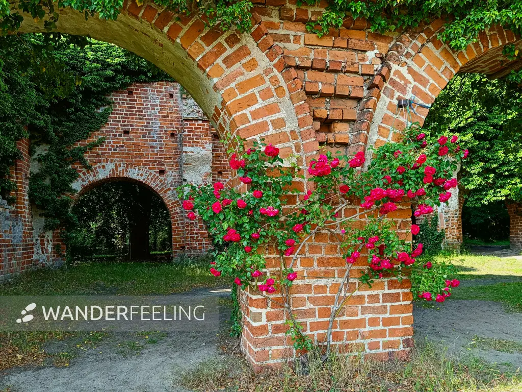 202506110-41 - Klosterruine in Himmelpfort, Ruppiner Seenland, Brandenburg, Deutschland