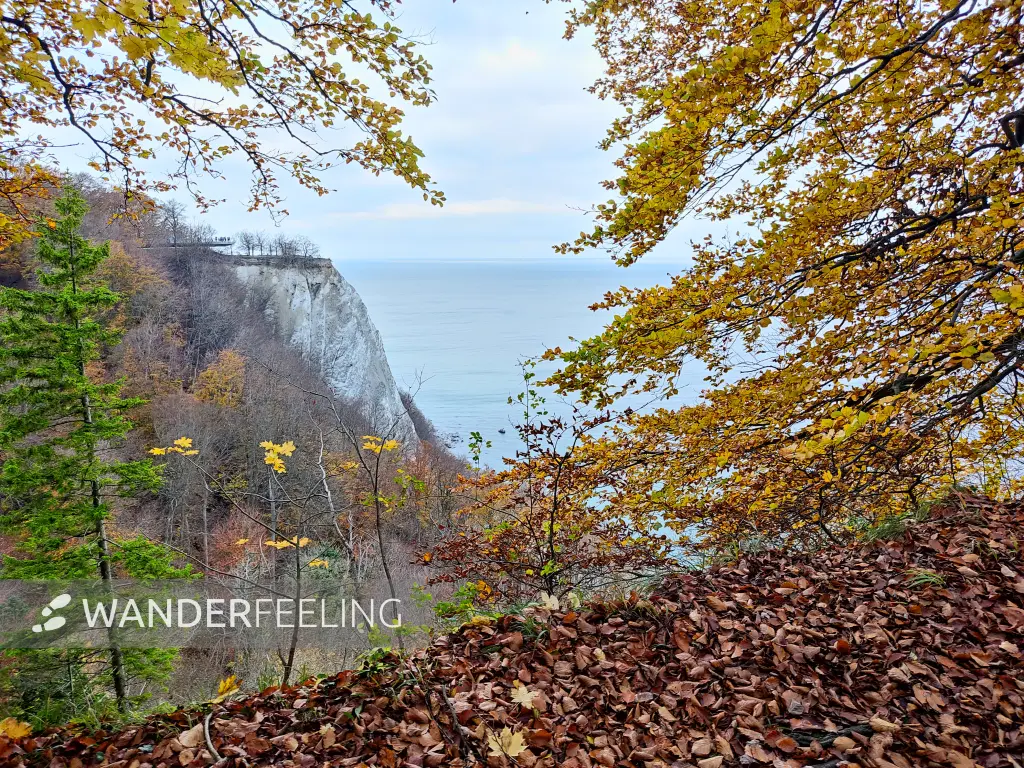 202311070-52 - Königsstuhl an der Kreideküste im Nationalpark Jasmund, Rügen, Mecklenburg-Vorpommern, Deutschland