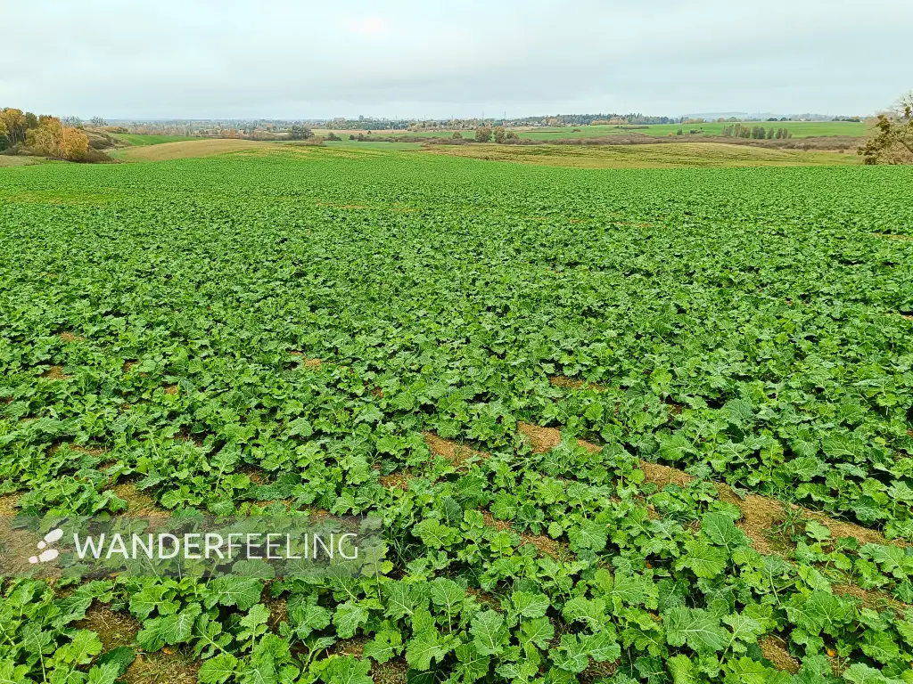 202411040-10 - Kohlfeld bei Angermünde, Uckermark, Brandenburg, Deutschland