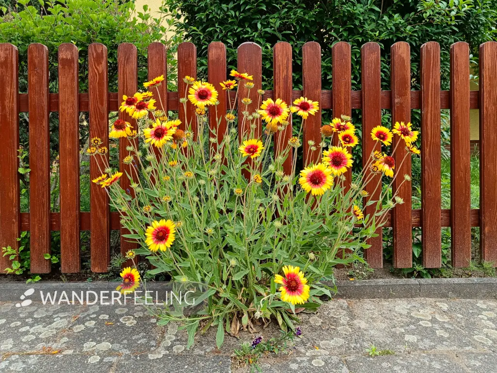 202506070-06 - Kokardenblume an einem Gartenzaun in Pankow, Berlin, Deutschland