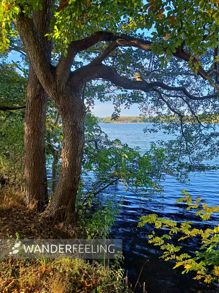 202510130-30 - Krakower See bei Krakow am See, Mecklenburgische Seenplatte, Mecklenburg-Vorpommern, Deutschland