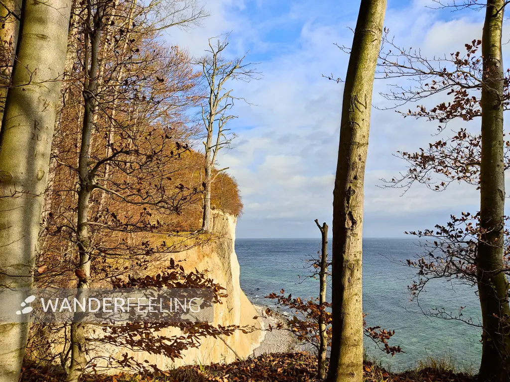 202311070-19 - Kreideküste im Nationalpark Jasmund bei Sassnitz, Rügen, Mecklenburg-Vorpommern, Deutschland