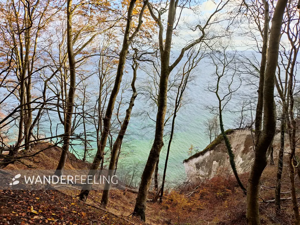 202311070-26 - Kreideküste im Nationalpark Jasmund, Rügen, Mecklenburg-Vorpommern, Deutschland