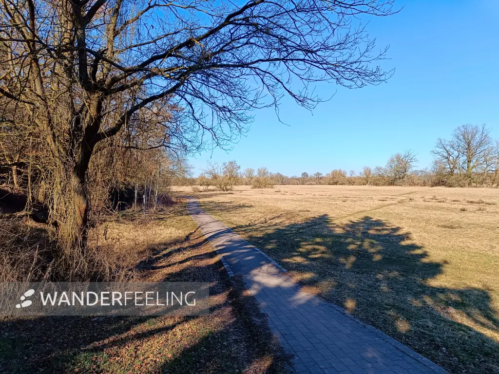 202603030-15 - Kreuzbergwiesen an der Mulde in Dessau, Anhalt-Dessau-Wittenberg, Sachsen-Anhalt, Deutschland