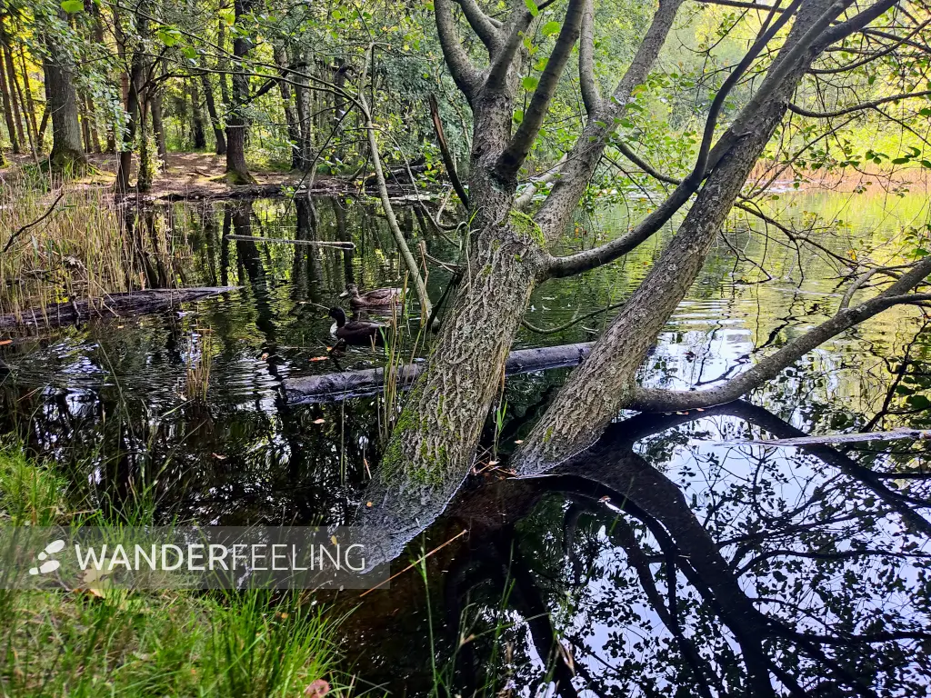 202308190-02 - Krötenteich in der Fischbeker Heide, Hamburg, Deutschland
