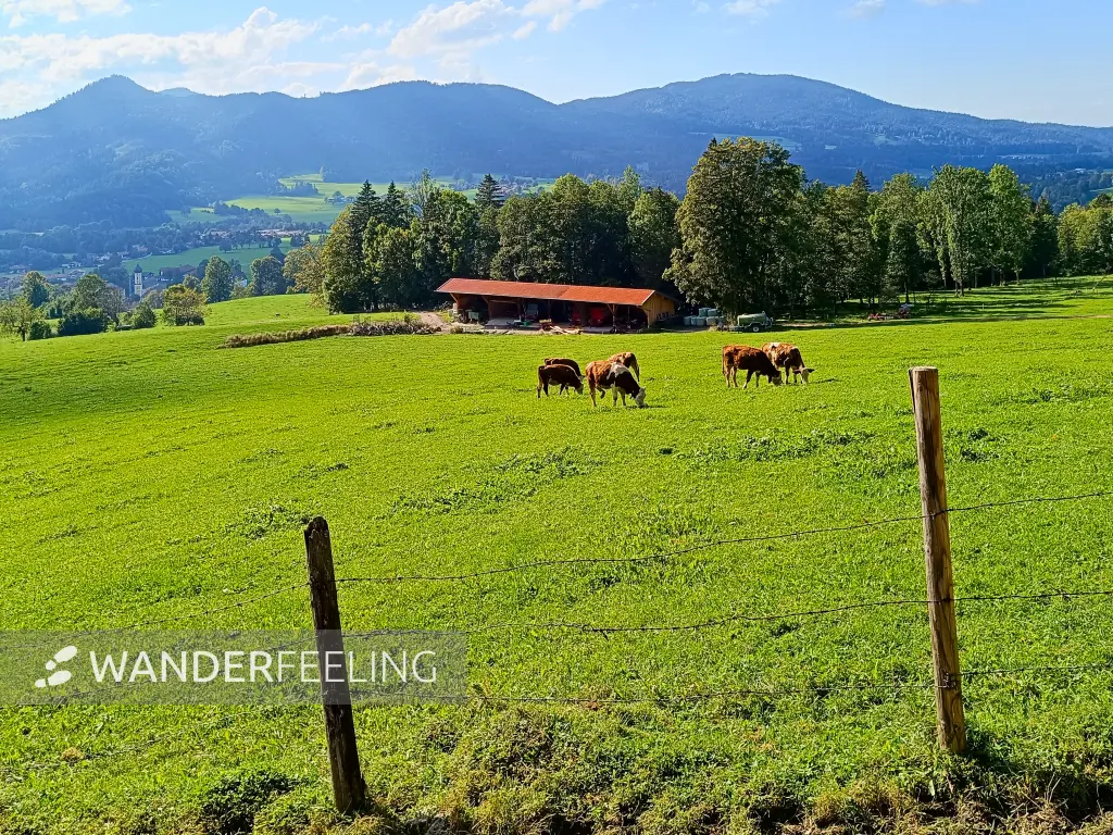 202409180-28 - Kühe auf einer Alm im Leitzachtal, Oberbayern, Bayern, Deutschland