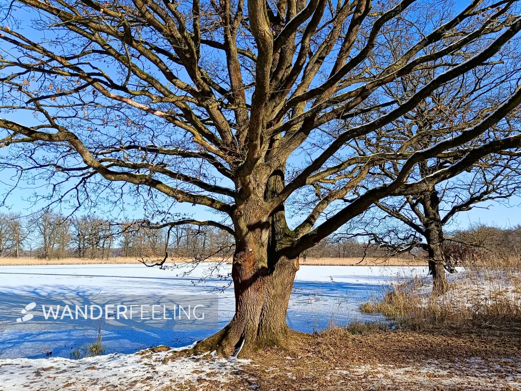 202502190-15 - Kühnauer See im Kühnauer Park bei Dessau, Anhalt-Dessau-Wittenberg, Sachsen-Anhalt, Deutschland