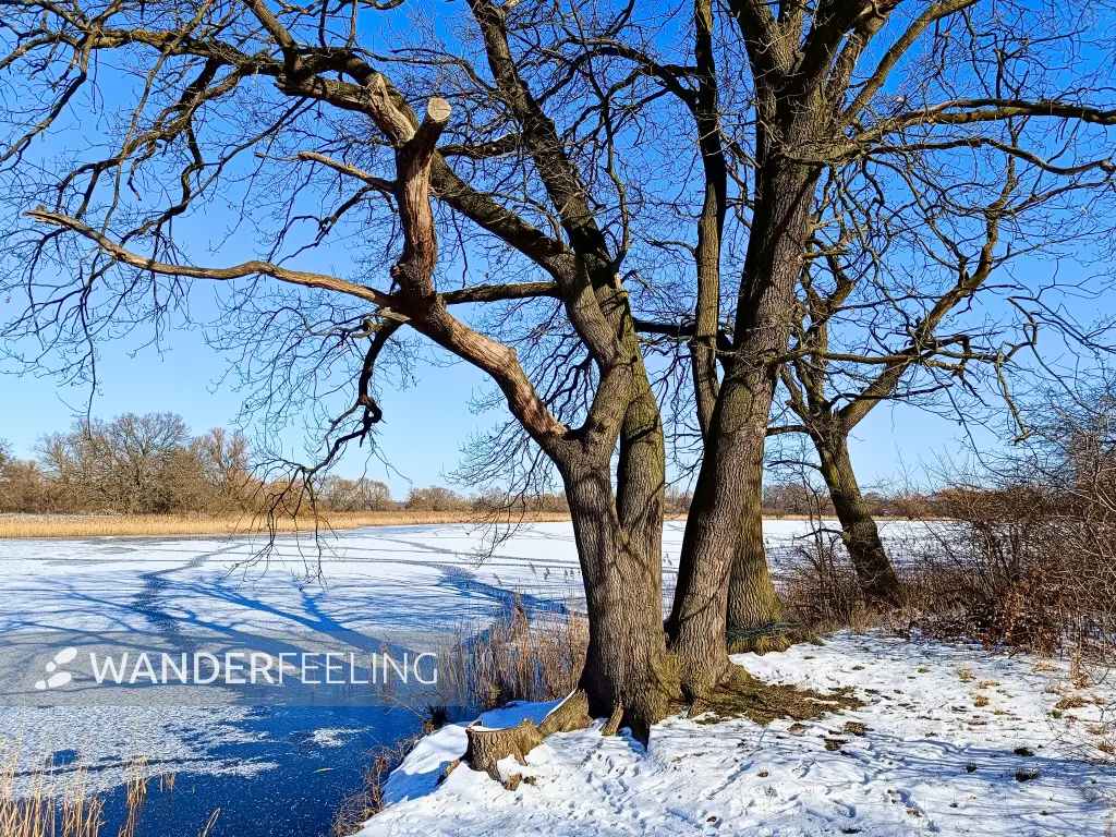 202502190-19 - Kühnauer See im Kühnauer Park bei Dessau, Anhalt-Dessau-Wittenberg, Sachsen-Anhalt, Deutschland