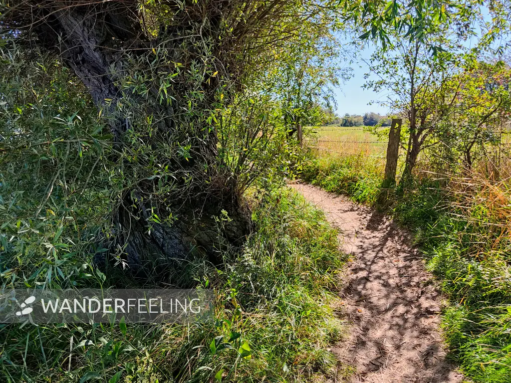 202309060-16 - Küstenweg bei Fliemstorf, Mecklenburgische Ostseeküste, Mecklenburg-Vorpommern, Deutschland