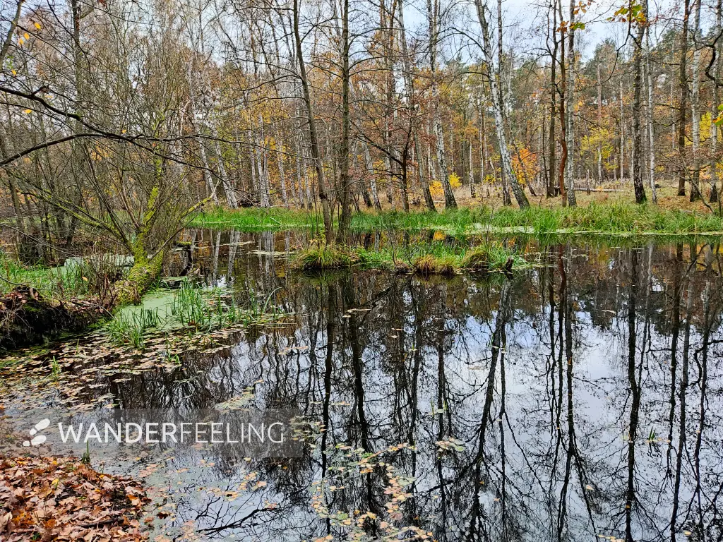 202311180-20 - Kuhlake im Spandauer Forst, Berlin, Deutschland