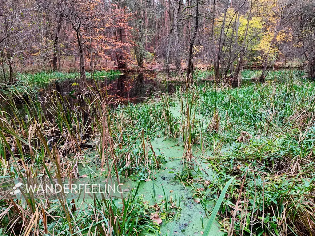 202311180-22 - Kuhlake im Spandauer Forst, Berlin, Deutschland