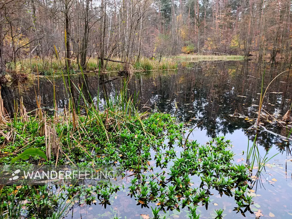 202311180-25 - Kuhlake im Spandauer Forst, Berlin, Deutschland