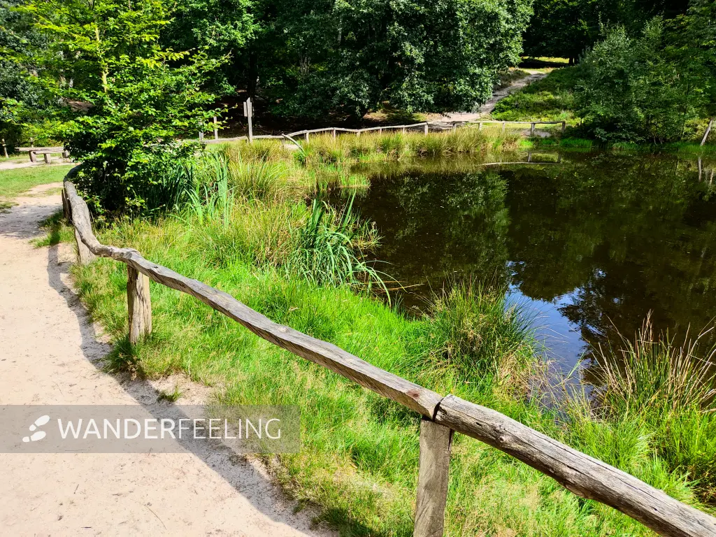 202308190-32 - Kuhteich in der Fischbeker Heide, Hamburg, Deutschland