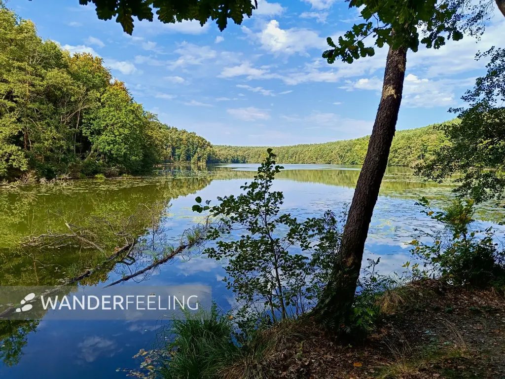 202509210-12 - Langesee im Schlaubetal, Seenland Oder-Spree, Brandenburg, Deutschland