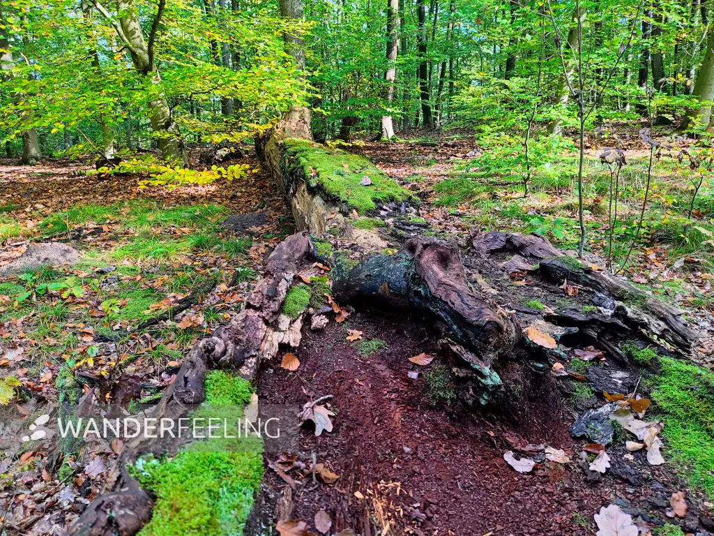 202310250-07 - Laubwald bei Kloster Lehnin, Fläming, Brandenburg, Deutschland