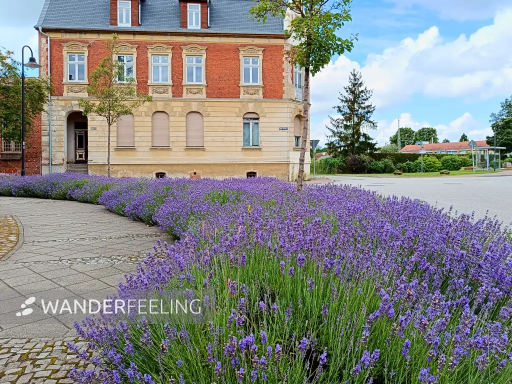 202406190-01 - Lavendelblüte in Bad Wilsnack, Prignitz, Brandenburg, Deutschland