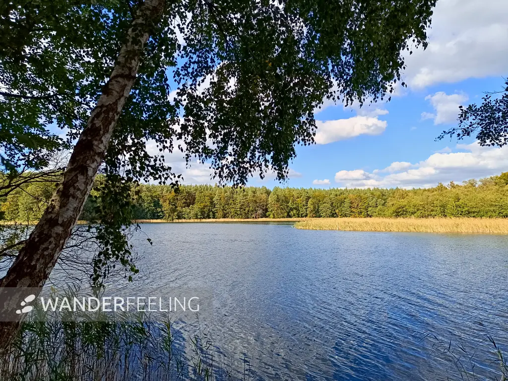 202409300-36 - Libbesickesee, Uckermark, Brandenburg, Deutschland