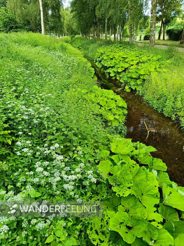 202606100-01 - Linde in Neubrandenburg, Mecklenburgische Seenplatte, Mecklenburg-Vorpommern, Deutschland