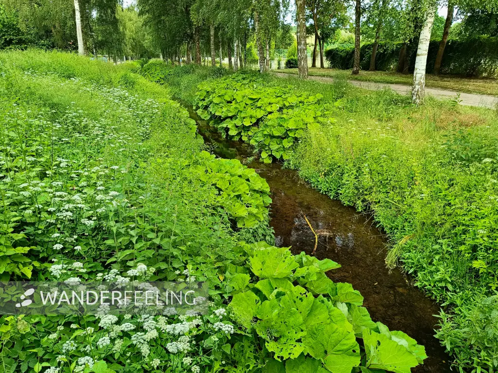 202606100-02 - Linde in Neubrandenburg, Mecklenburgische Seenplatte, Mecklenburg-Vorpommern, Deutschland
