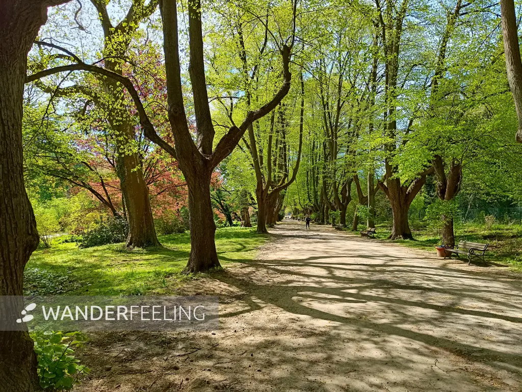 202604280-02 - Lindenallee im Rombergpark in Dortmund, Ruhrgebiet, Nordrhein-Westfalen, Deutschland