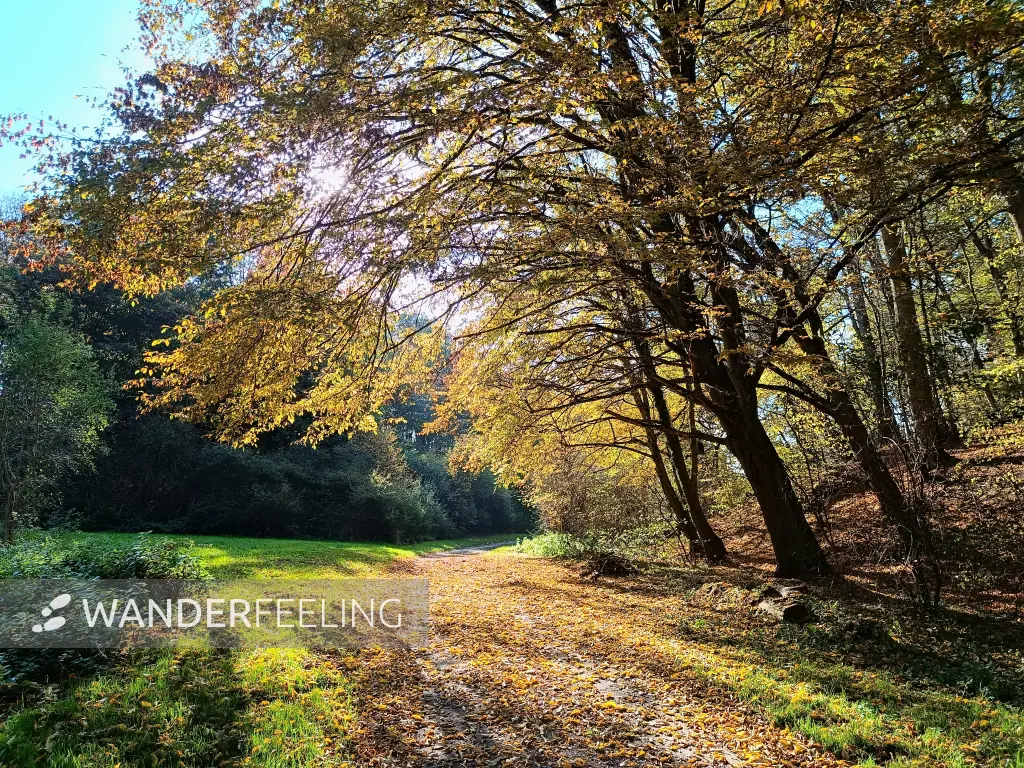 202510210-26 - Lindetal bei Burg Stargard, Mecklenburgische Seenplatte, Mecklenburg-Vorpommern, Deutschland
