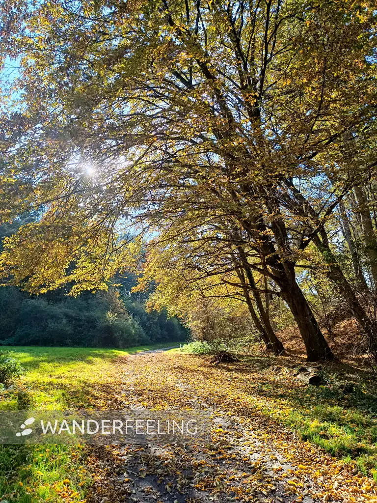 202510210-27 - Lindetal bei Burg Stargard, Mecklenburgische Seenplatte, Mecklenburg-Vorpommern, Deutschland