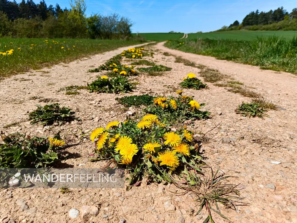 202604240-08 - Löwenzahn auf einem Feldweg bei Iversheim, Eifel, Nordrhein-Westfalen, Deutschland
