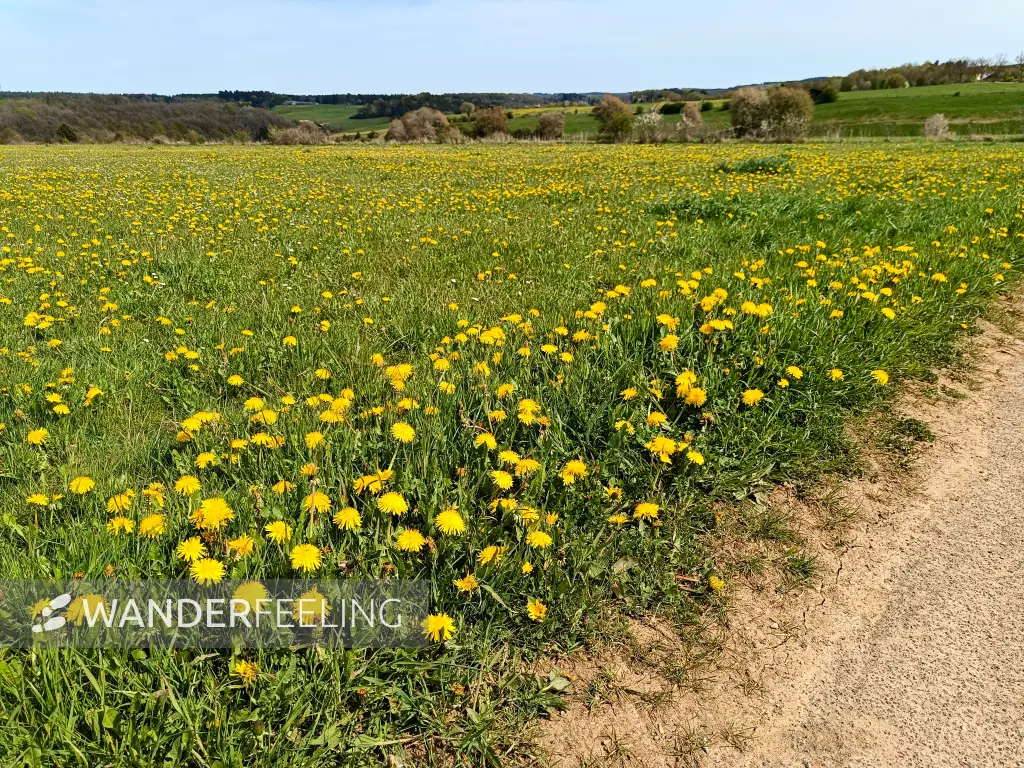 202604270-23 - Löwenzahnwiese bei Nettersheim, Eifel, Nordrhein-Westfalen, Deutschland