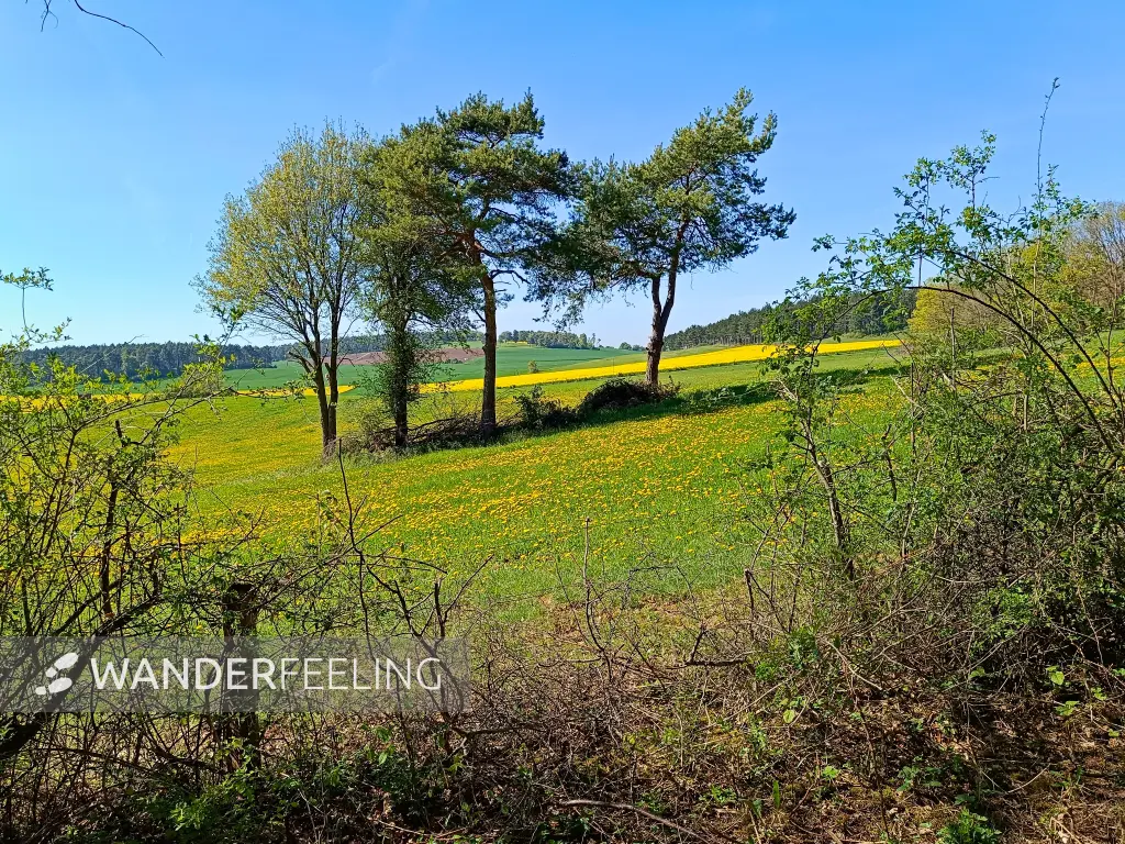 202604240-19 - Löwenzahnwiese und Rapsfelder bei Holzheim, Eifel, Nordrhein-Westfalen, Deutschland