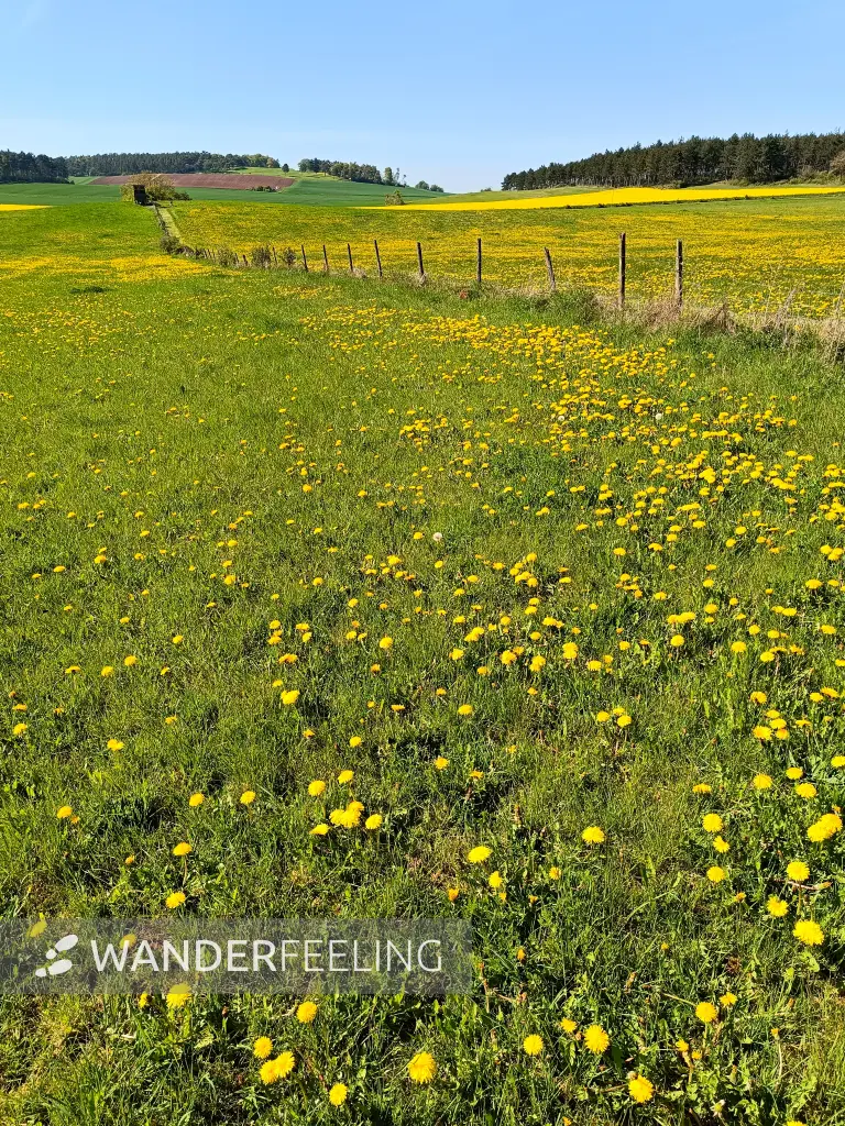 202604240-20 - Löwenzahnwiese und Rapsfelder bei Holzheim, Eifel, Nordrhein-Westfalen, Deutschland