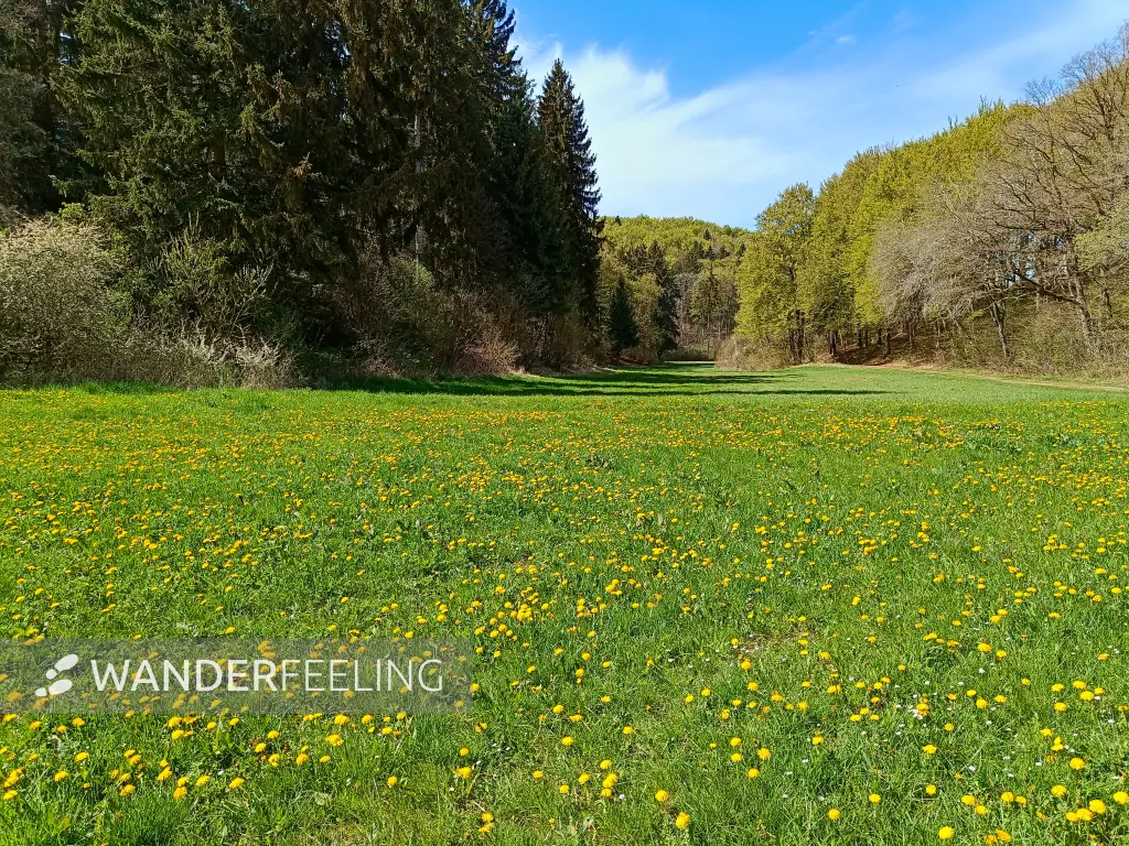 202604270-21 - Löwenzahnwiese und Waldrand bei Nettersheim, Eifel, Nordrhein-Westfalen, Deutschland