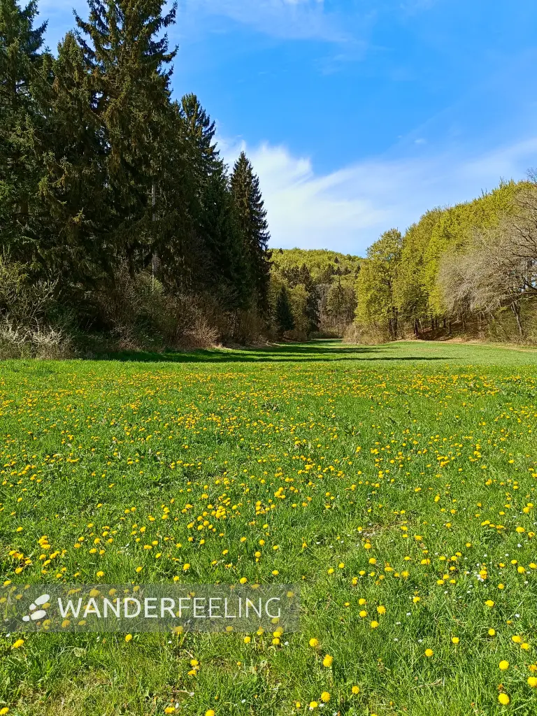 202604270-22 - Löwenzahnwiese und Waldrand bei Nettersheim, Eifel, Nordrhein-Westfalen, Deutschland