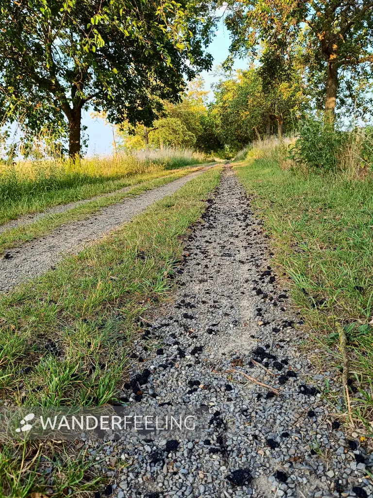 202506250-31 - Maulbeerallee in der Bornimer Feldflur, Potsdam, Brandenburg, Deutschland