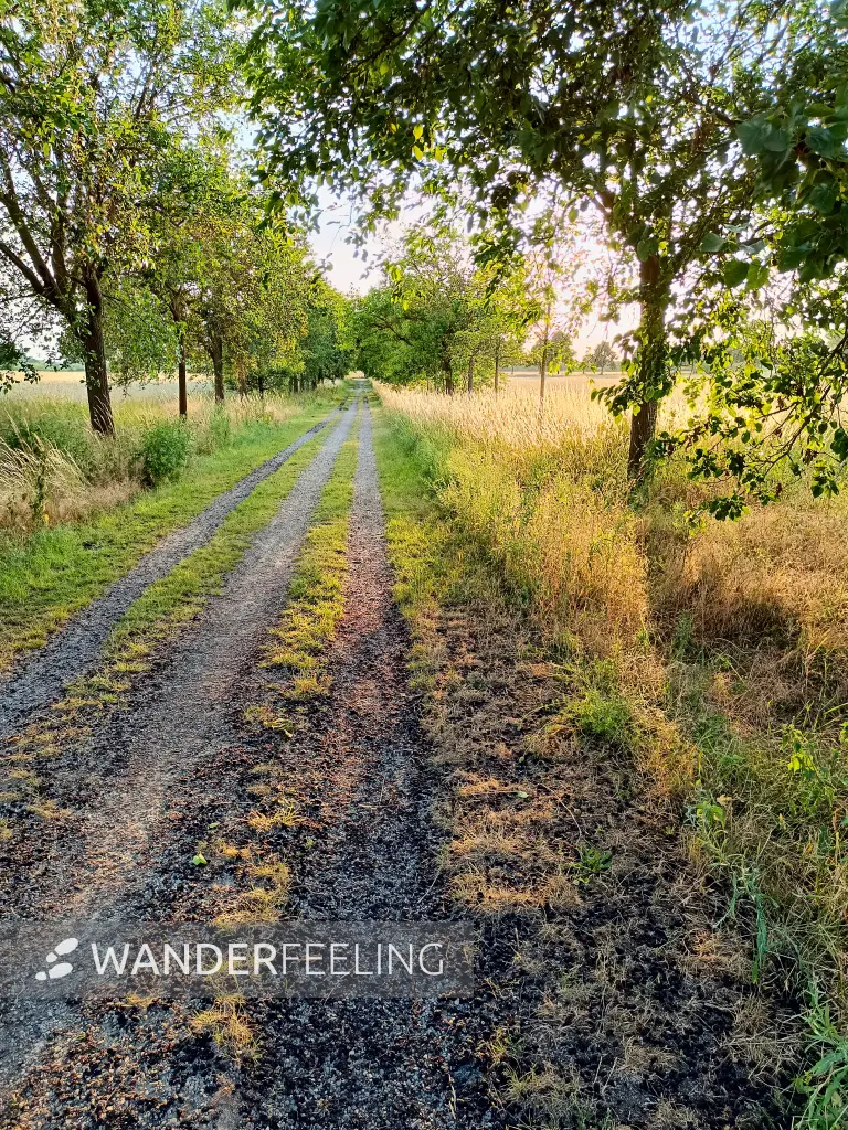 202506250-32 - Maulbeerallee in der Bornimer Feldflur, Potsdam, Brandenburg, Deutschland
