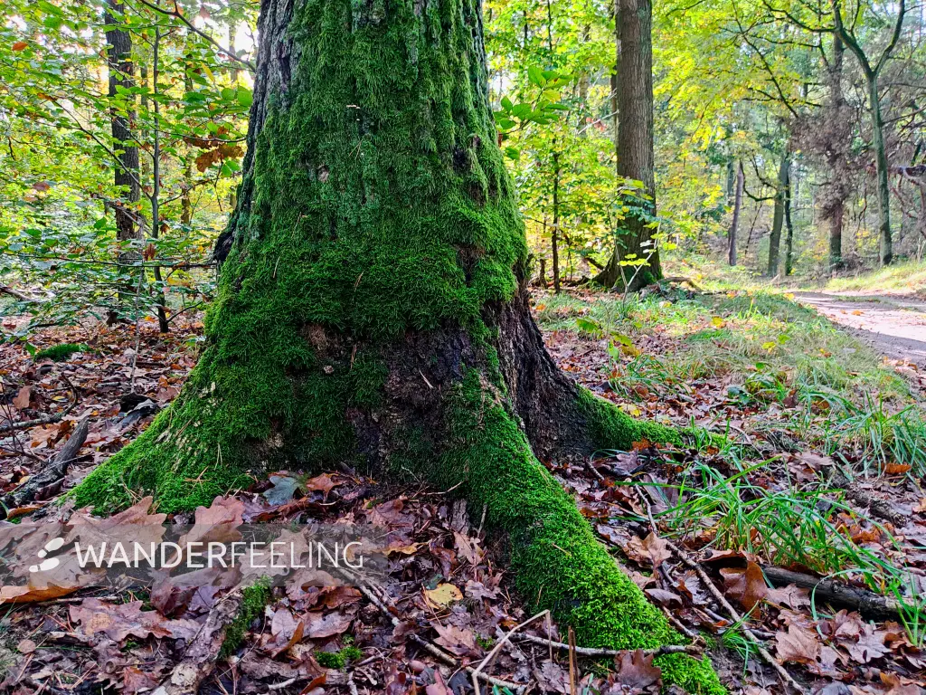202310250-23 - Mischwald bei Emstal, Fläming, Brandenburg, Deutschland
