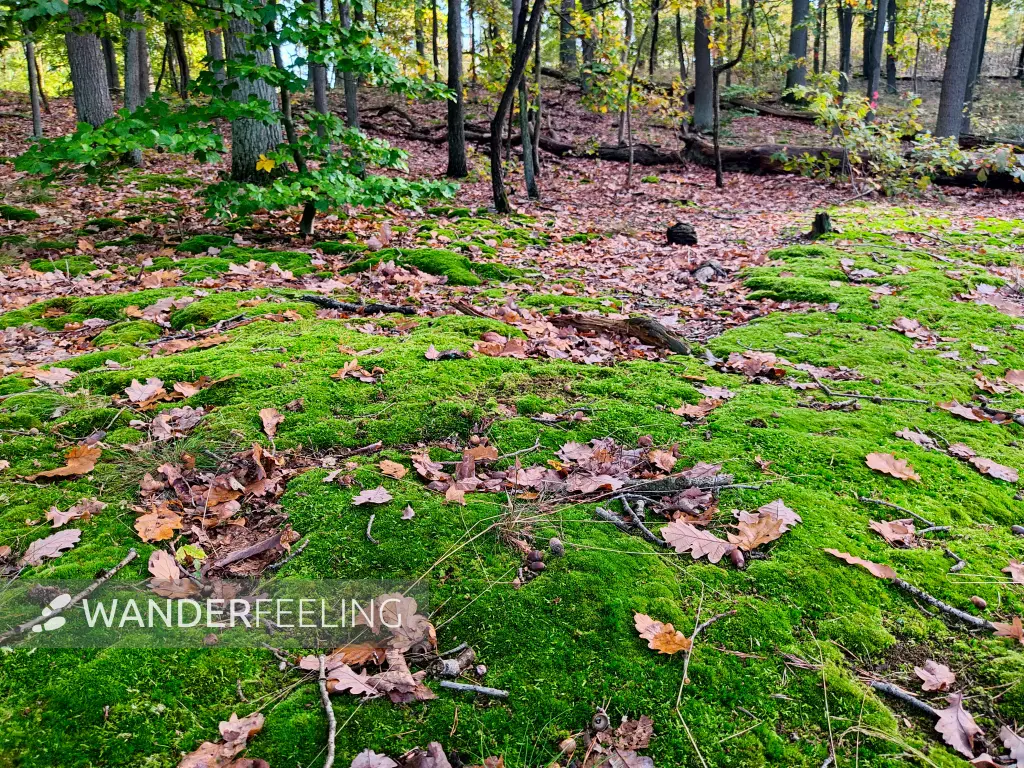 202310250-08 - Mischwald bei Kloster Lehnin, Fläming, Brandenburg, Deutschland