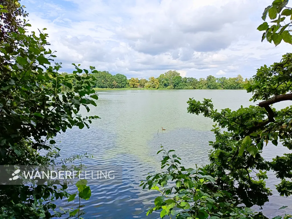 202407240-47 - Mittelteich im NSG Riddagshausen, Braunschweig, Braunschweiger Land, Niedersachsen, Deutschland