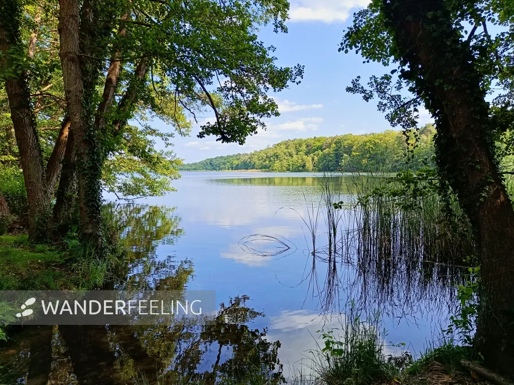 202506110-12 - Moderfitzsee bei Himmelpfort, Ruppiner Seenland, Brandenburg, Deutschland