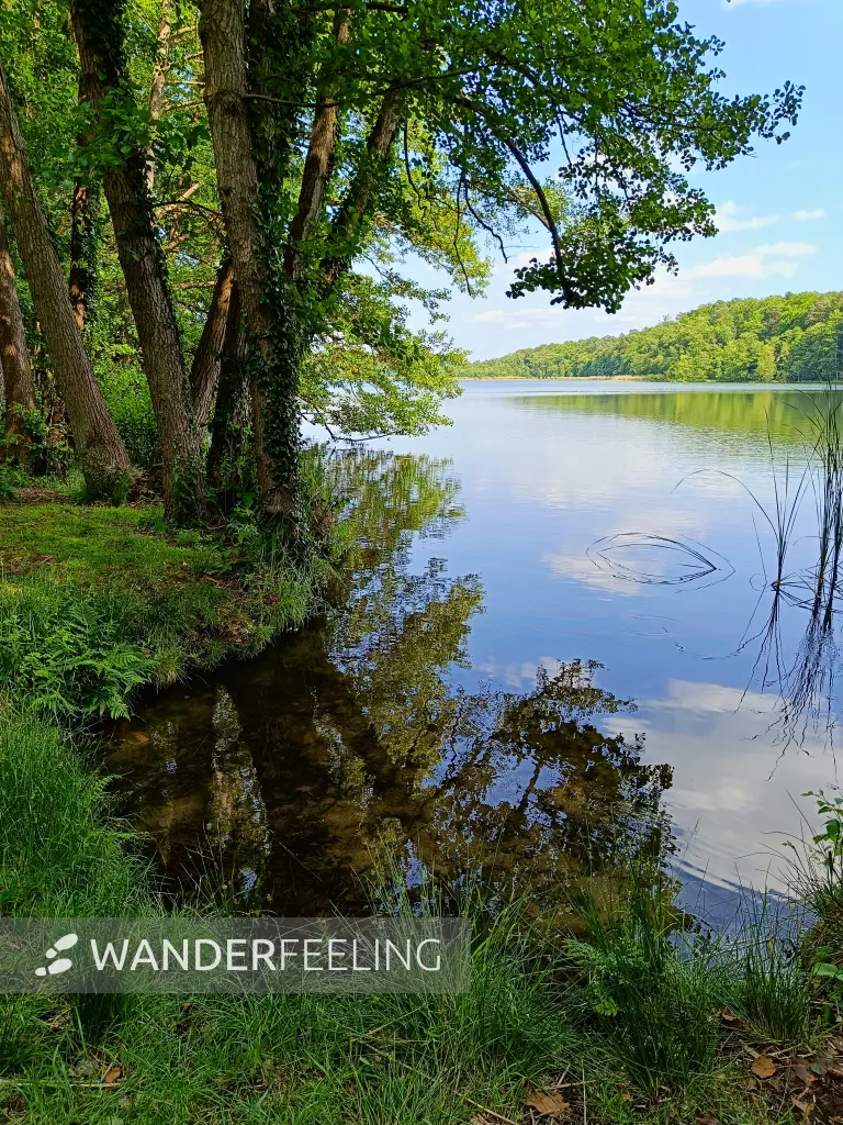 202506110-13 - Moderfitzsee bei Himmelpfort, Ruppiner Seenland, Brandenburg, Deutschland