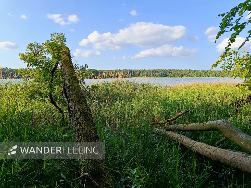 202506110-52 - Moderfitzsee bei Himmelpfort, Ruppiner Seenland, Brandenburg, Deutschland