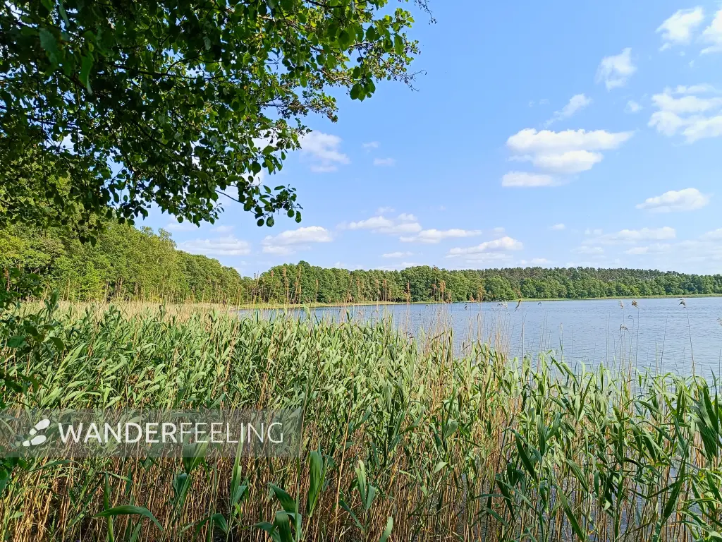 202506110-15 - Moderfitzsee bei Pian, Ruppiner Seenland, Brandenburg, Deutschland