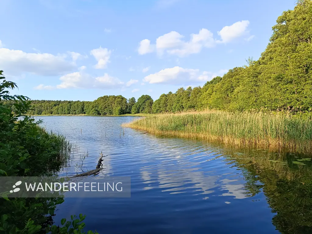 202506110-51 - Moderfitzsee bei Pian, Ruppiner Seenland, Brandenburg, Deutschland