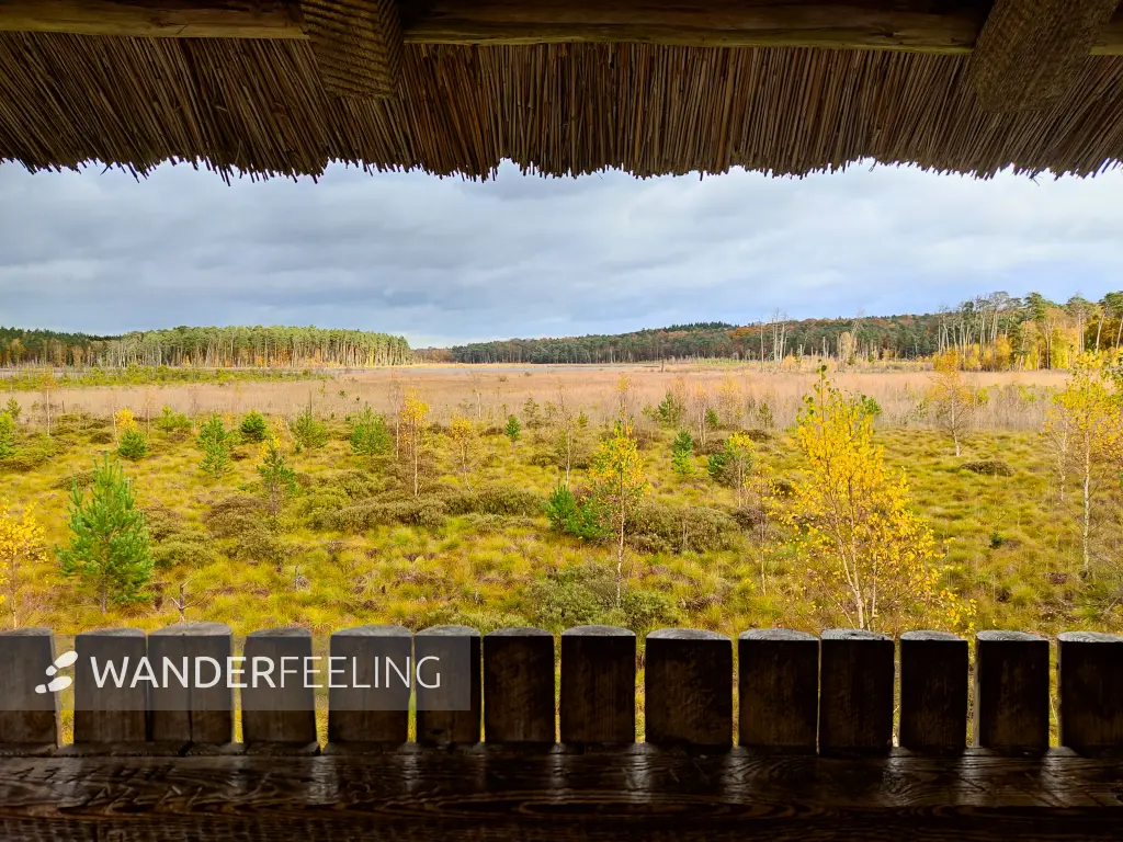 202311060-26 - Moor am Großen Serrahnsee im Müritz-Nationalpark bei Carpin, Mecklenburgische Seenplatte, Mecklenburg-Vorpommern, Deutschland