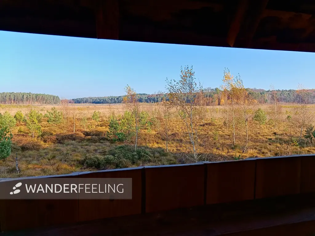 202511070-08 - Moor am Großen Serrahnsee im Müritz-Nationalpark bei Serrahn, Mecklenburgische Seenplatte, Mecklenburg-Vorpommern, Deutschland