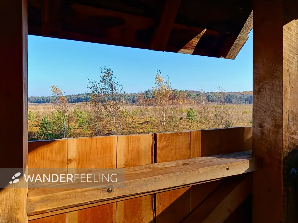 202511070-09 - Moor am Großen Serrahnsee im Müritz-Nationalpark bei Serrahn, Mecklenburgische Seenplatte, Mecklenburg-Vorpommern, Deutschland